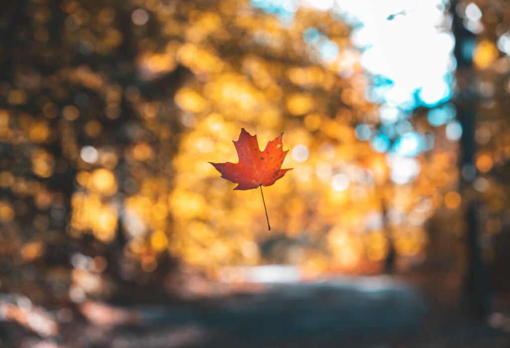 Levitating maple leaf in sharp focus against blurred golden autumn forest background wallpaper