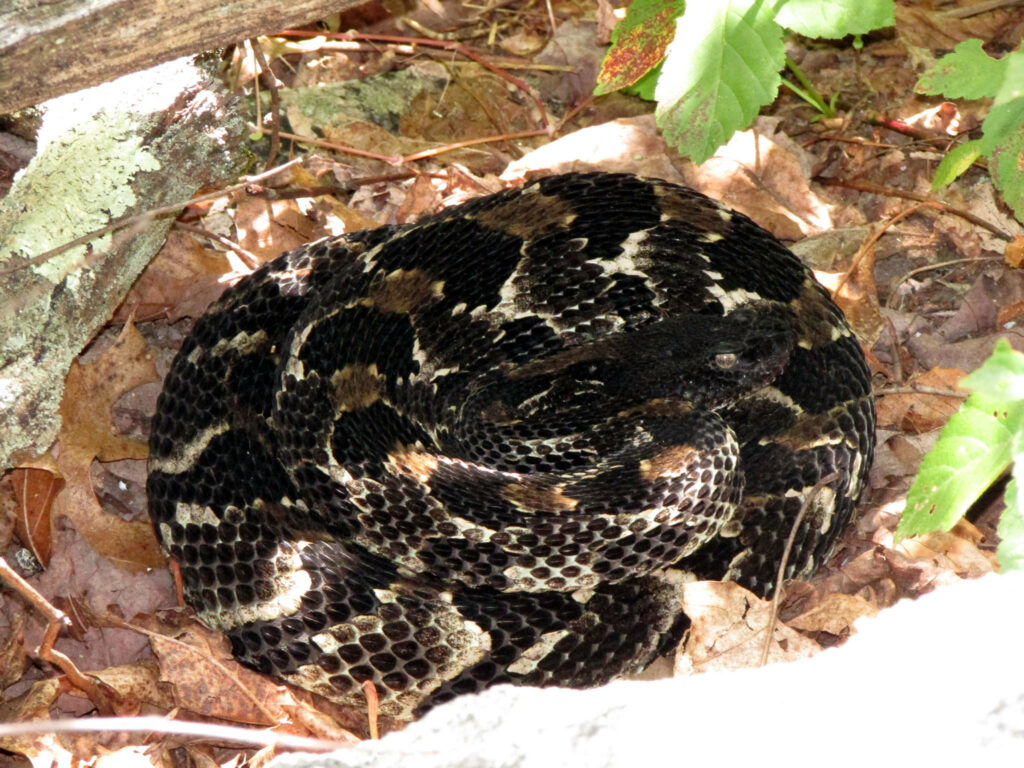 Lifelike Black Timber Rattler Wallpaper: Autumn Forest Background
