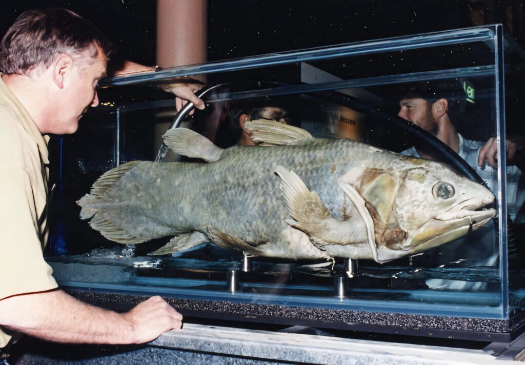 Lifelike Coelacanth display in glass tank showing textured scales and distinctive fins at museum Wallpaper