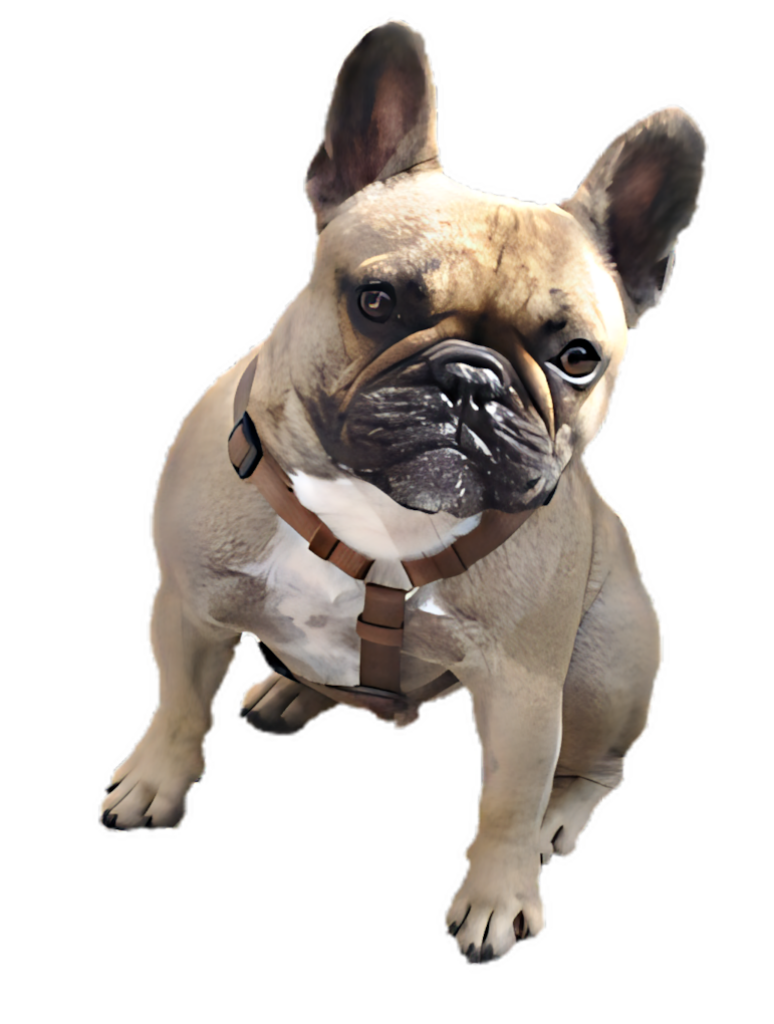 Lifelike French Bulldog Wallpaper - Charming & Detailed PNG Image
