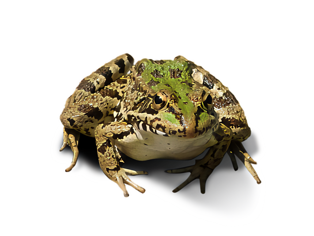 Lifelike Frog Wallpaper: Vibrant Green & Brown on Black Background