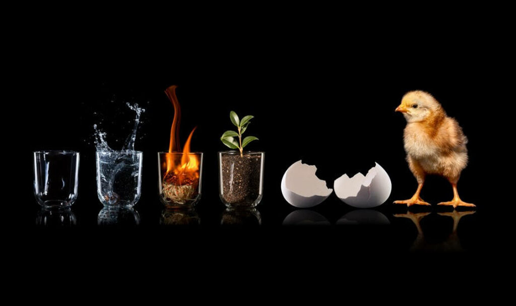 Life's Beginnings Wallpaper: Nature's Elements on Black Background