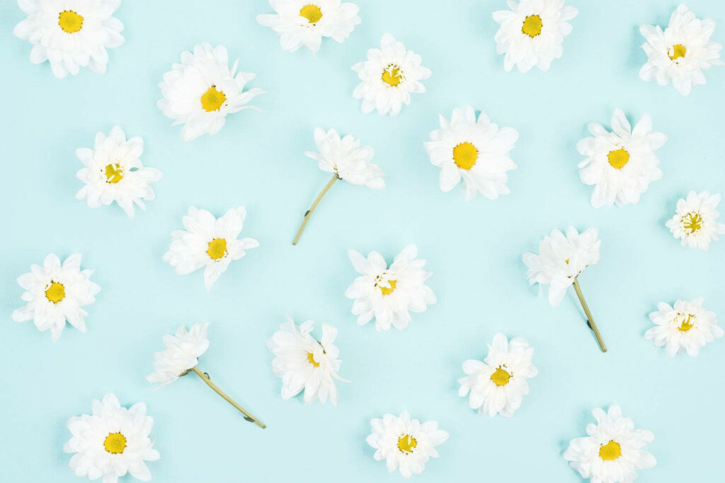Fresh Light Blue Daisy Wallpaper for a Calming Aesthetic