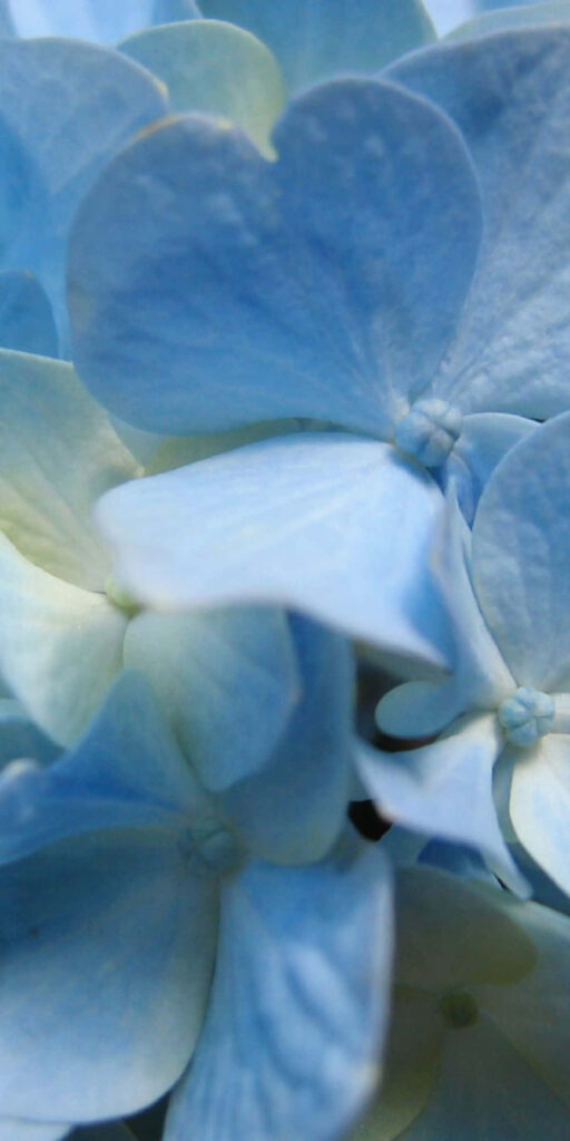 Serene Light Blue Flower Wallpaper - Calming Background Art