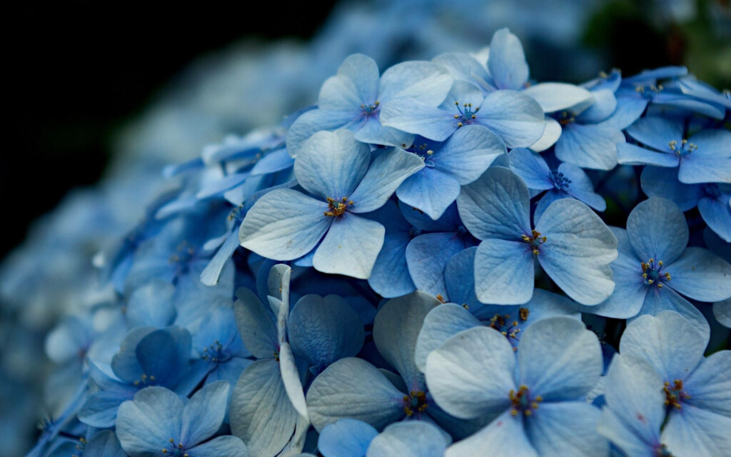 Close-Up Light Blue Hydrangea Wallpaper: Serene Beauty Background