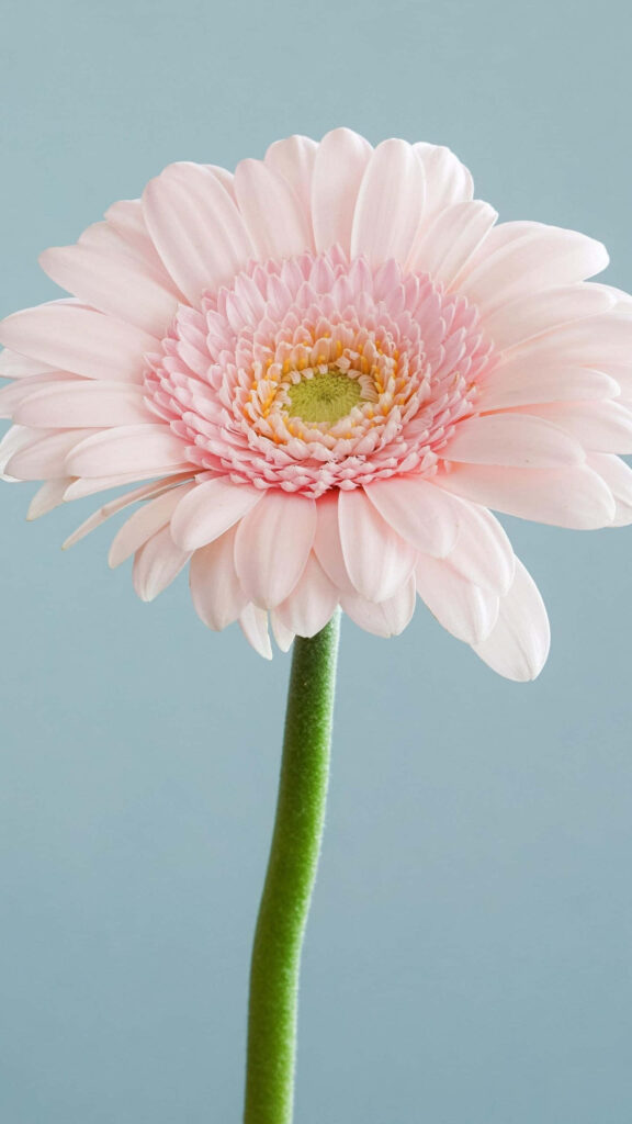 Delicate Pink Gerbera Daisy Wallpaper for Android - Serene Blue Background