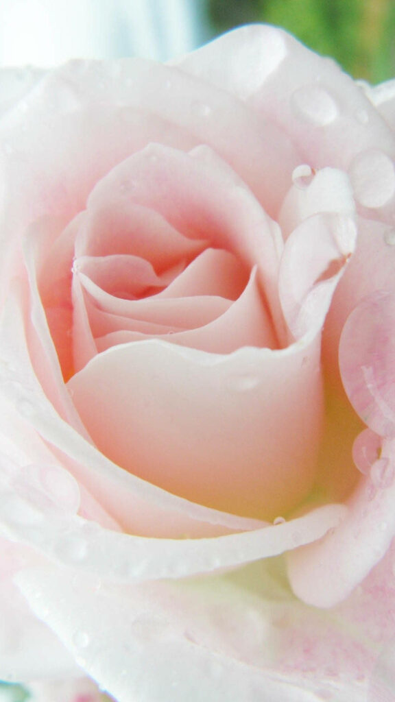 Fresh Pink Rose with Dewdrops: Calming iPhone Wallpaper Background