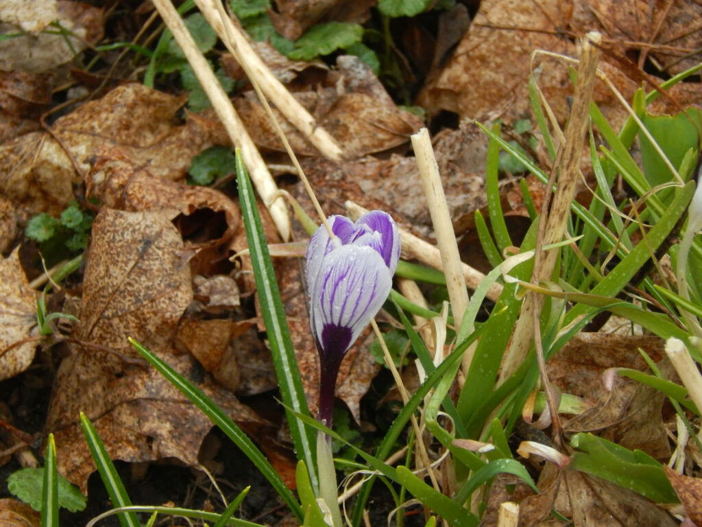 Delicate Light Purple Crocus: Spring Renewal Wallpaper Background