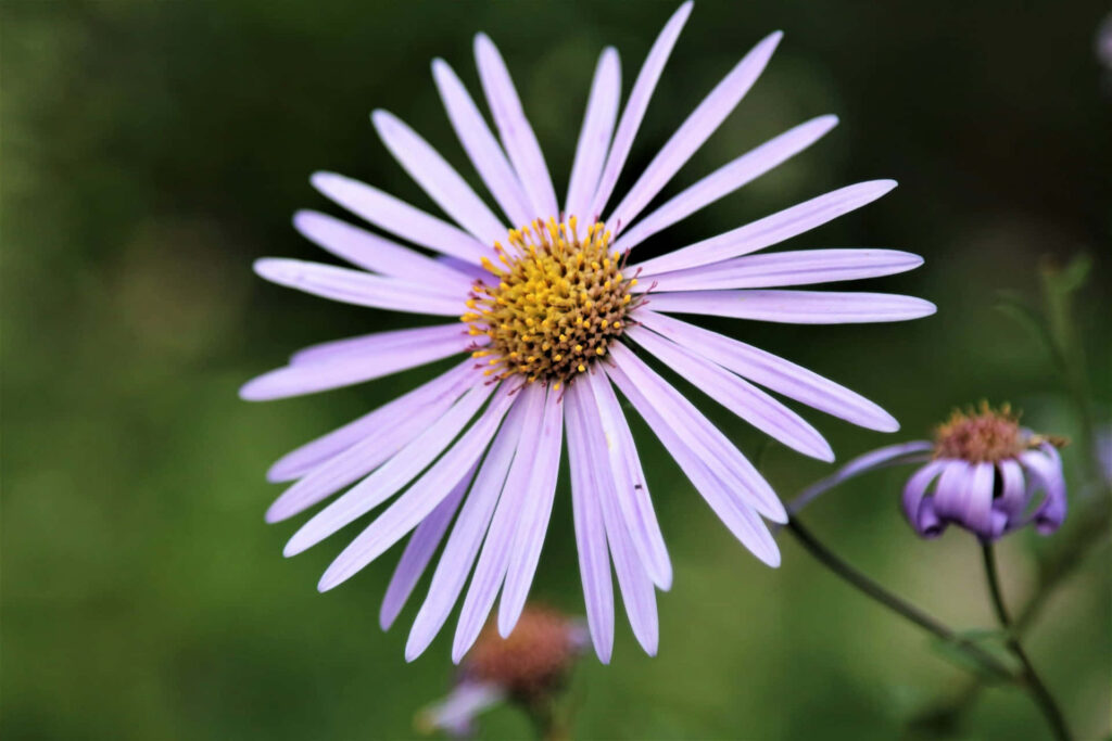 Light Purple Daisy in Bloom: Vibrant Flower against Green Background Wallpaper