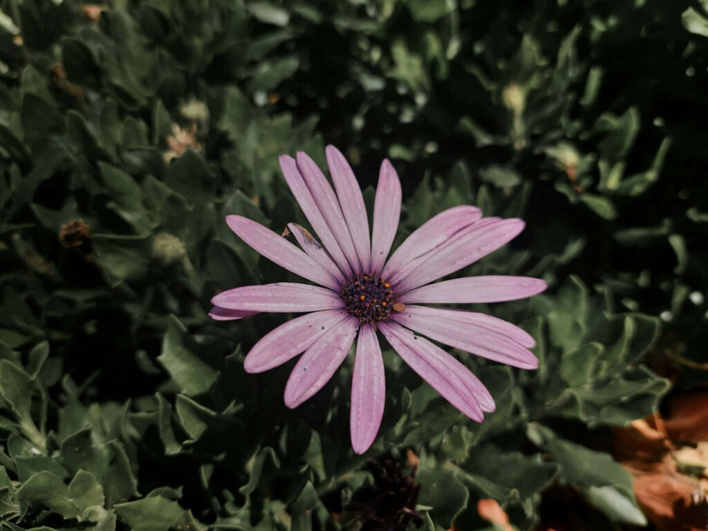 Charming Light Purple Daisy Against Lush Green Background Wallpaper