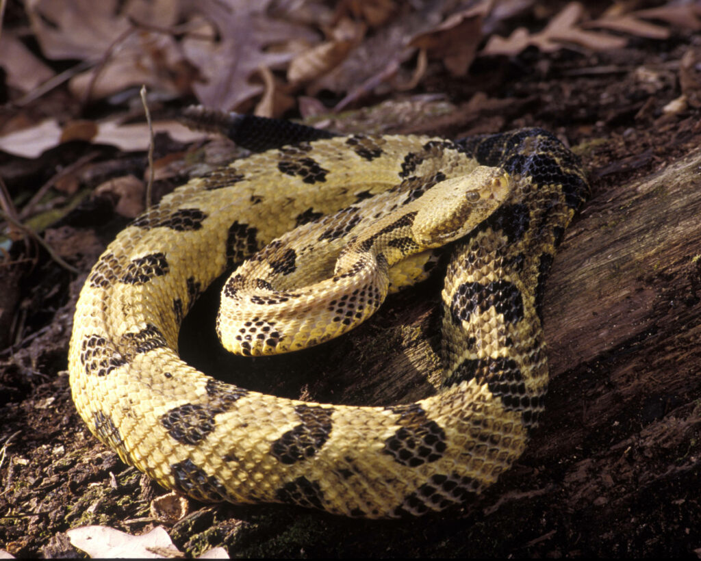 Timber Rattlesnake Wallpaper: Serene Yellow-Brown Nature Scene