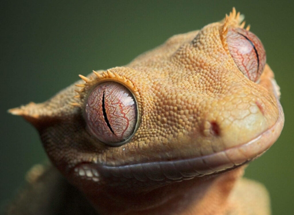 Close-Up of Light Yellow Crested Gecko with Texture & Large Eyes Wallpaper