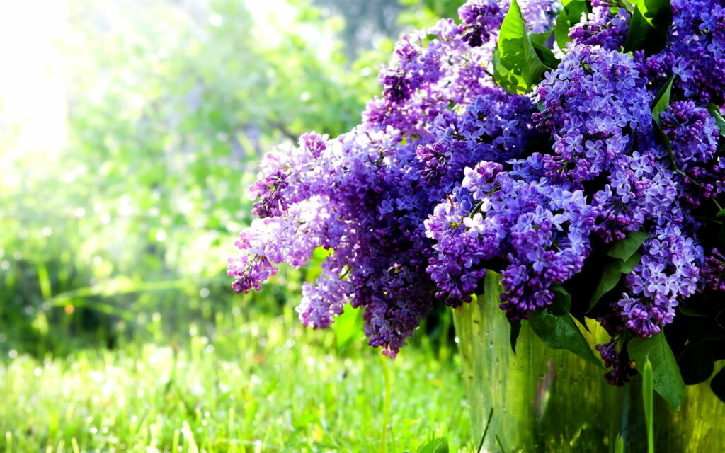 Lilac Oasis: A Vibrant Busok Bouquet Enchants in High-Definition Spring Wallpaper