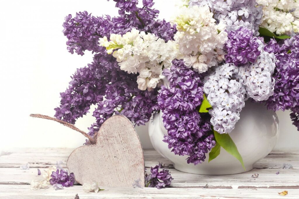 Purple Passion: A Lilac Still Life with Heart Vase and White Flower on Vibrant Background Wallpaper