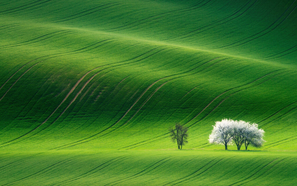 Luminous Lime Grove: A Serene Landscape of Green Waves and Ivory Trees Wallpaper