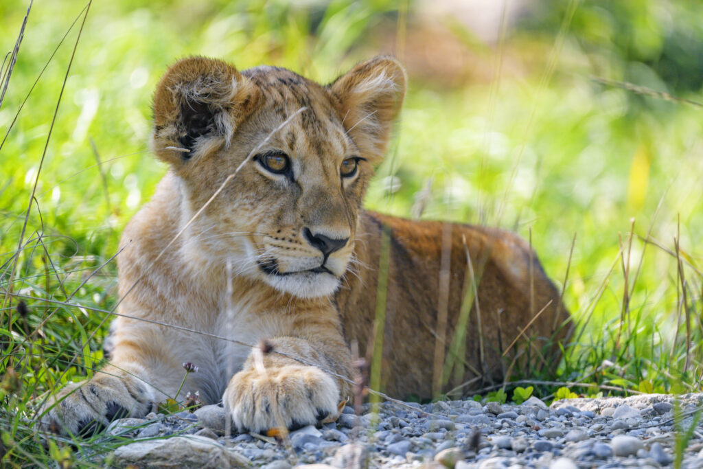 Lion Cub Resting in Sunlit Grass - Nature Wallpaper