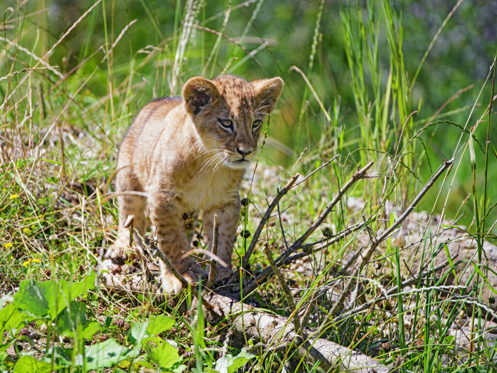 Lion Cub Alert in Lush Grass: Sunlit, Curious Habitat Scene Wallpaper