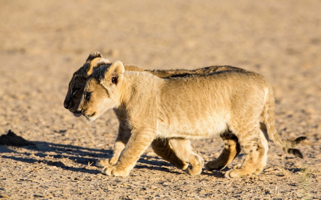 Serene Wallpaper of Lion Cubs Walking Together on Sunlit Terrain