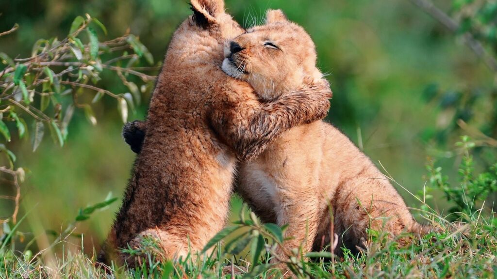 Adorable Lion Cubs Hugging in Lush Green Background Wallpaper