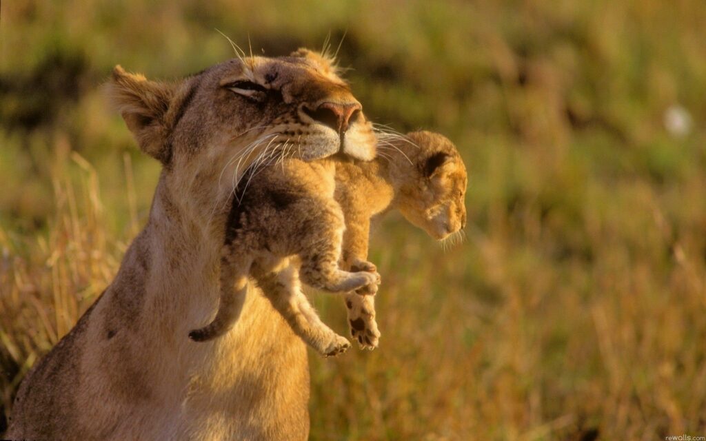 Serene Lioness and Cub Wallpaper: Tender Moment in Nature