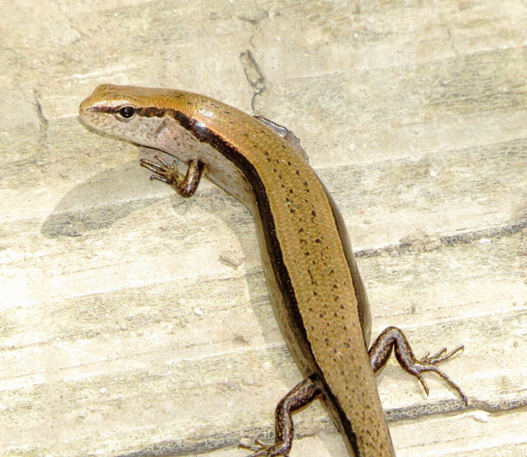 Little Brown Skink Basking on Light Surface - Natural Wallpaper