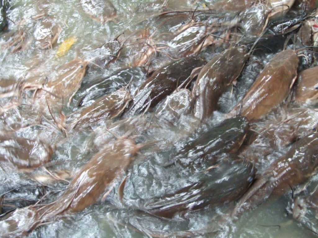 Vibrant Catfish Swimming Wallpaper: Lively Stream Background