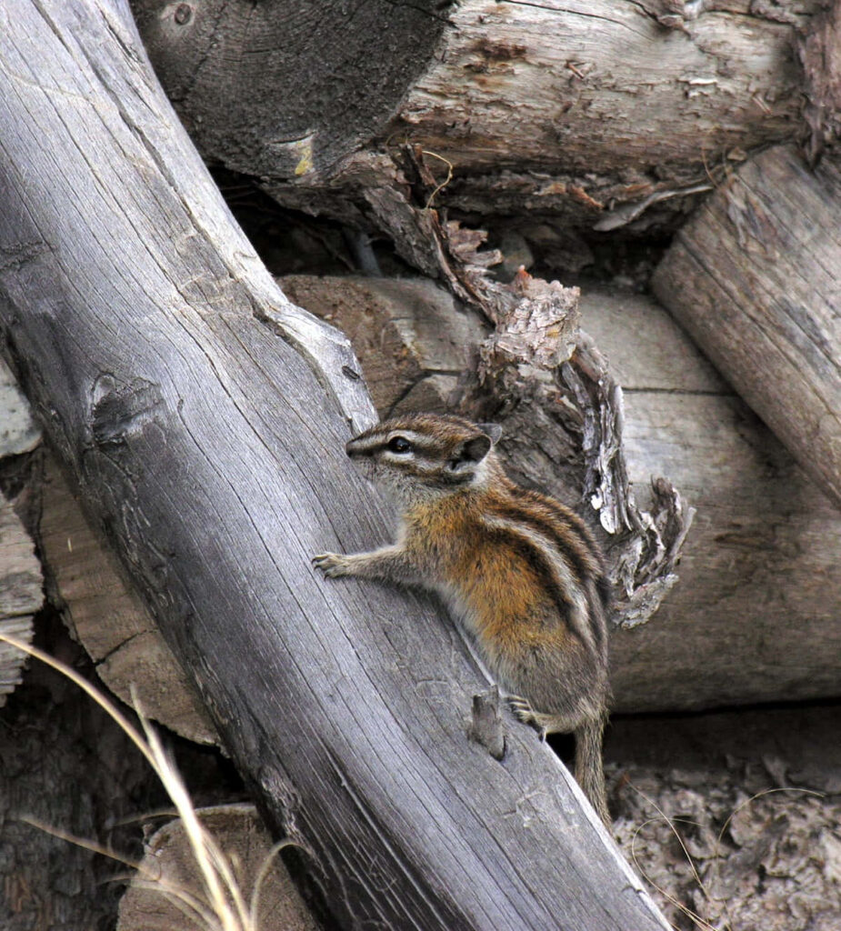 Agile Chipmunk Climbing Rugged Tree in Beautiful Woodland Habitat Wallpaper
