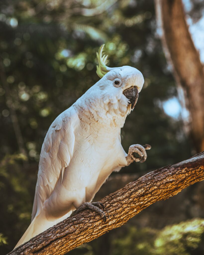 Charming Cockatoo Wallpaper: Vibrant Bird on Branch with Natural Background
