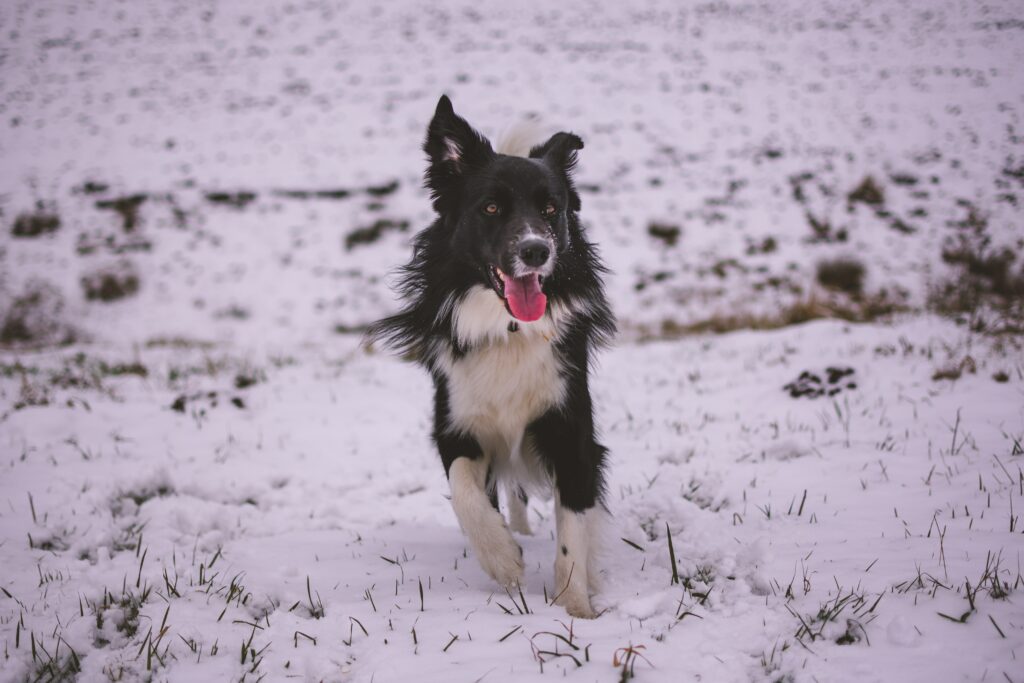 Joyful Dog Running in Snowy Winter Landscape Wallpaper