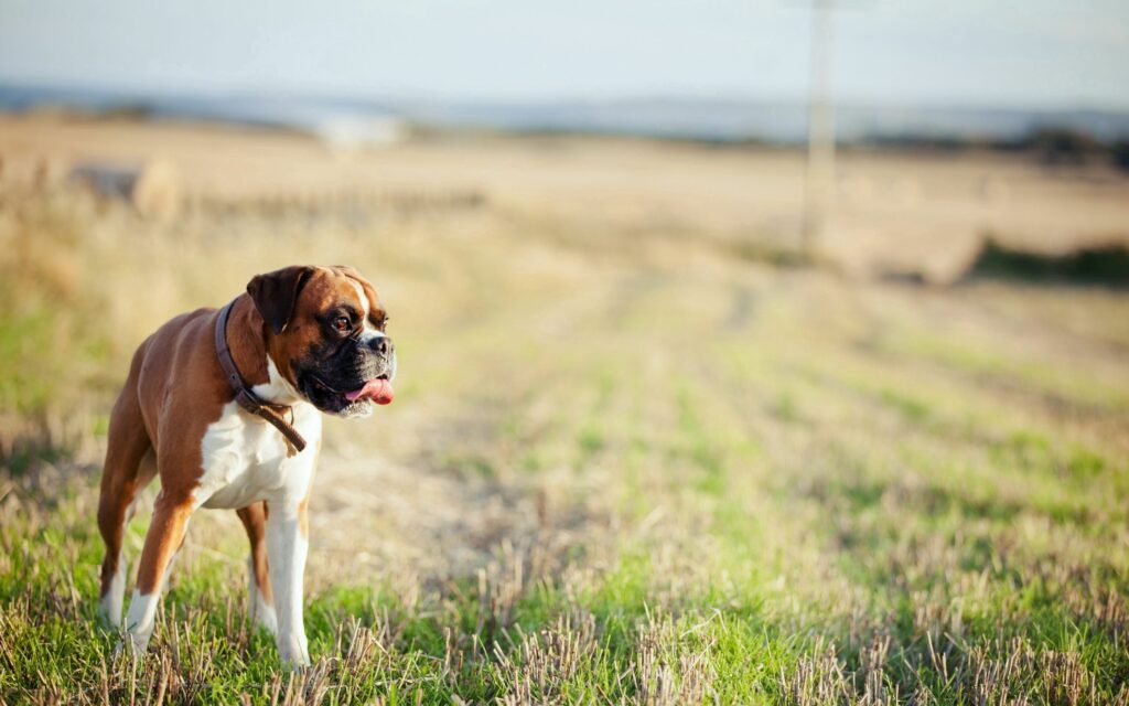 Joyful Dog in Sunlit Grassy Field: Ready for a Scenic Walk Wallpaper