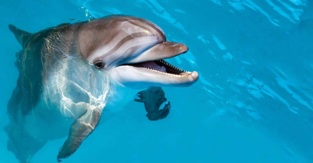 Vibrant Dolphin Swimming in Crystal-Clear Waters - Wallpaper Background