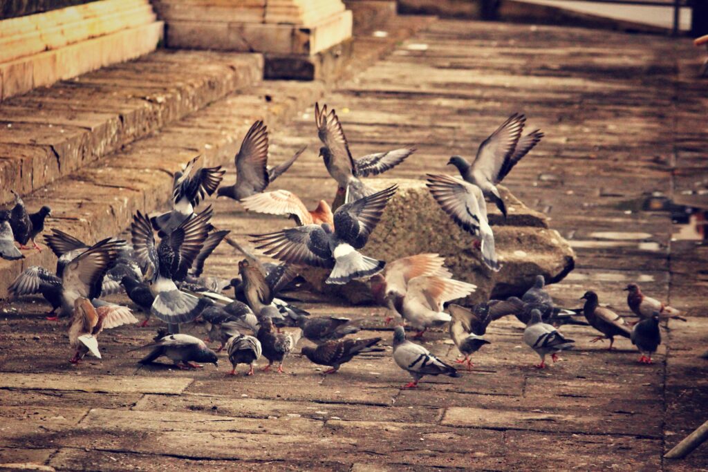 Urban Dove Flock: Graceful Birds on City Street Wallpaper