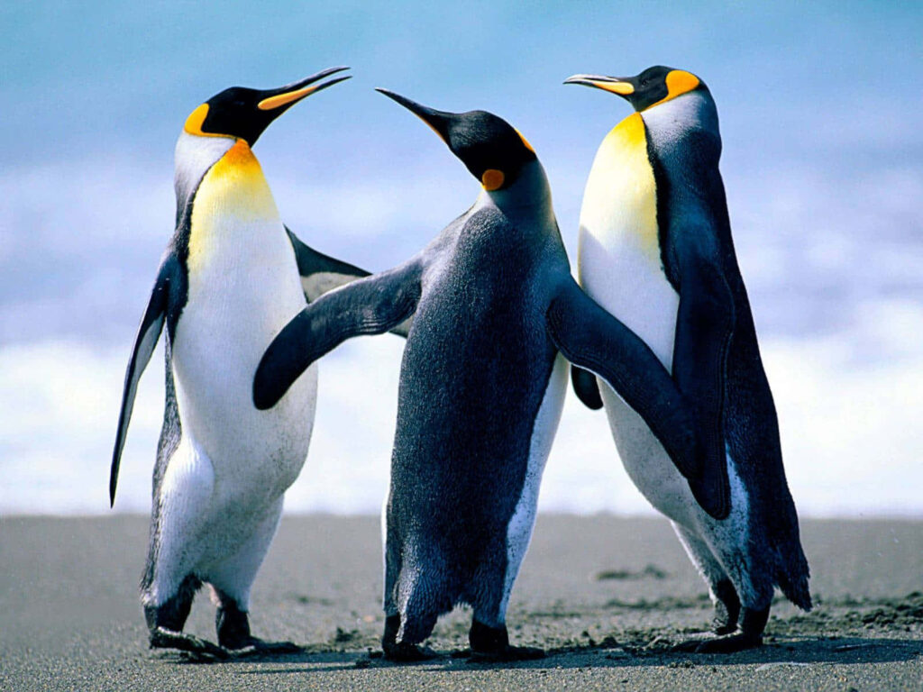 Emperor Penguins Socializing on Sandy Beach - Vibrant Nature Wallpaper