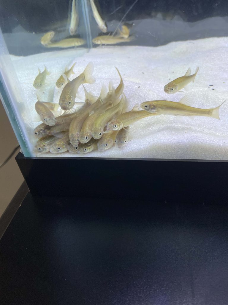 Bright school of Fathead Minnows swimming on white sandy substrate aquarium wallpaper background
