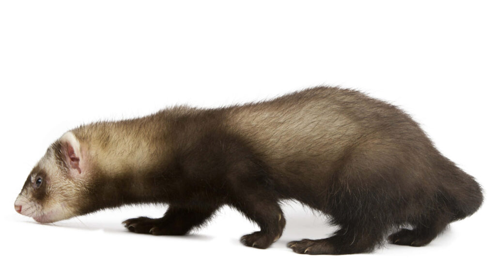 Lively Ferret Wallpaper on Clean White Background