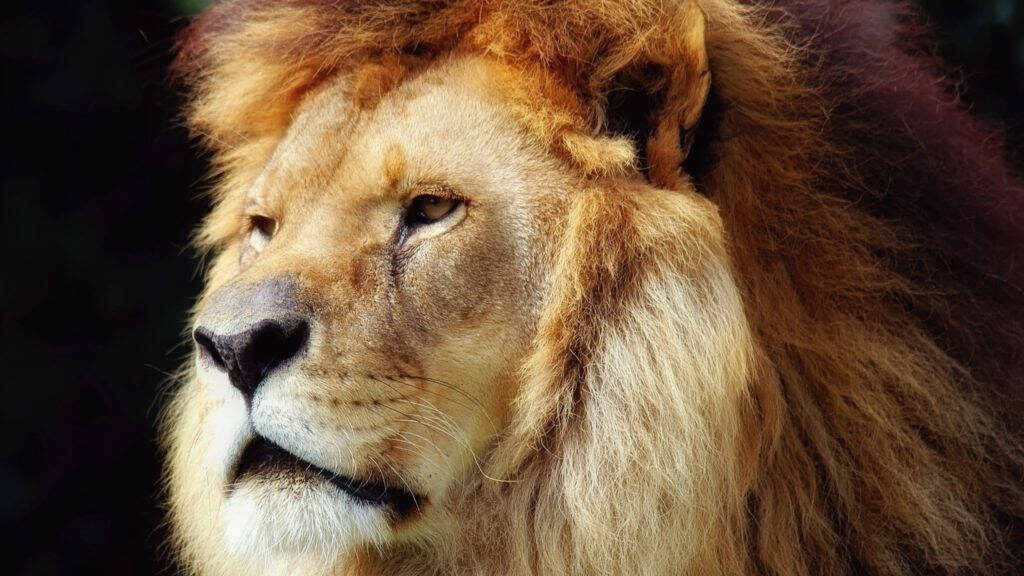 Roaring Majesty: Captivating Lion's Gaze Wallpaper