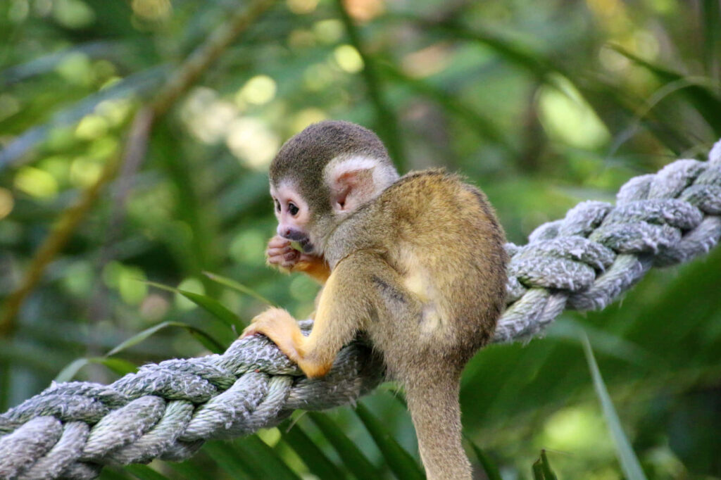 Vibrant Jungle Scene: Playful Monkey on Thick Rope Wallpaper