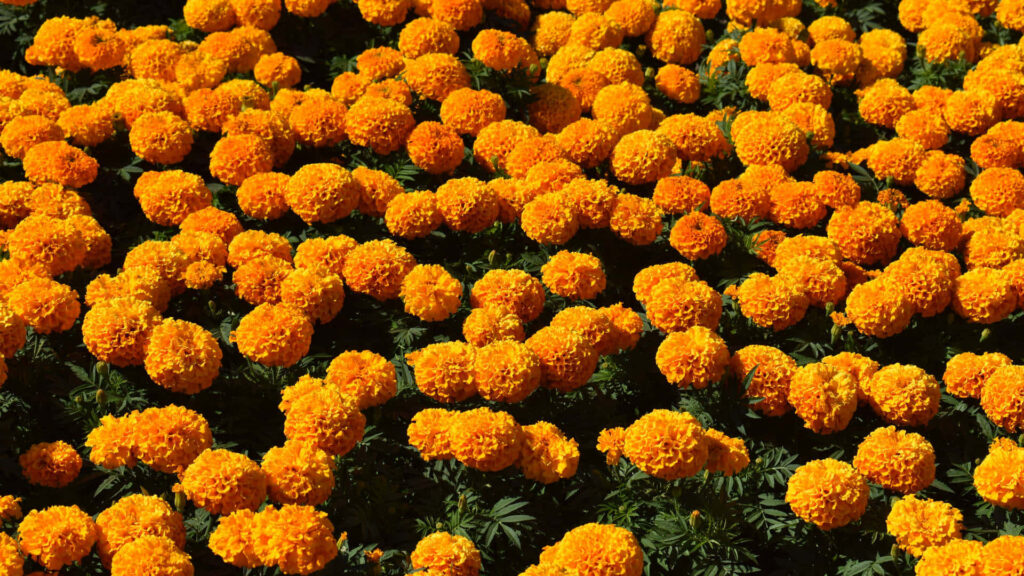 Vibrant Marigold Flowers Wallpaper: Lush Spring Background