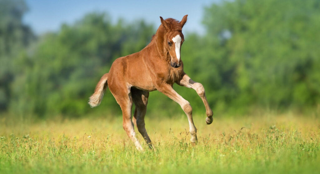Joyful Red Foal Gallops in Lush Spring Field Surrounded by Trees Wallpaper
