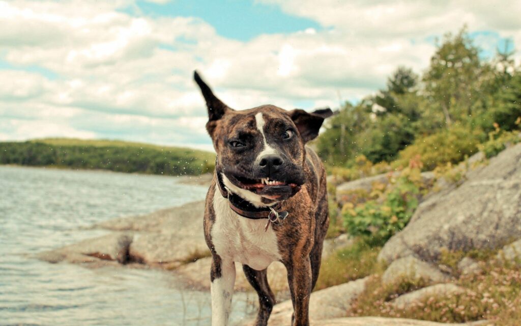 Joyful Spotted Dog Enjoys Breezy Lakeside Walk in Lush Greenery Wallpaper