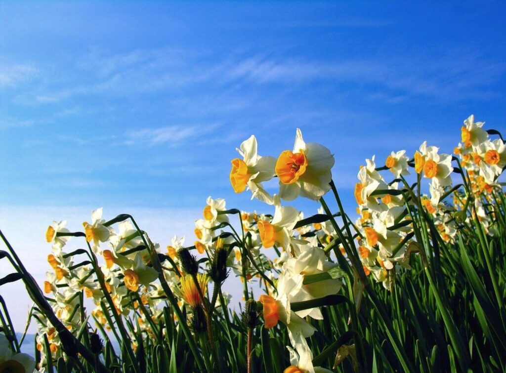 Vibrant Spring Flowerbed Wallpaper: Cheerful Daffodils & Blue Sky