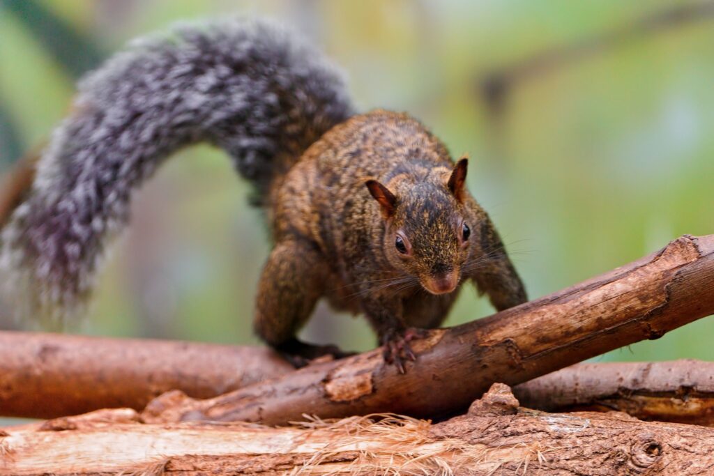 Vibrant Squirrel Climbing Logs: Energetic Nature Wallpaper