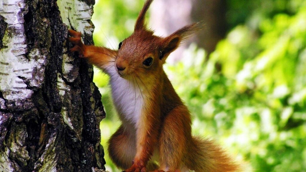 Lively Squirrel Climbing Tree - Vibrant 1920x1080 Wallpaper