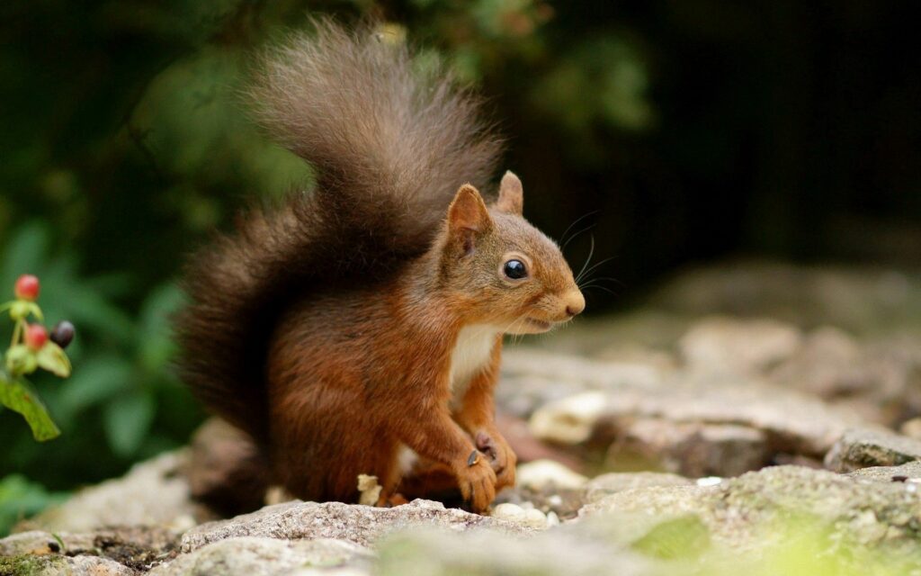 Lively Squirrel Wallpaper - Nature's Beauty 1920x1200 Background