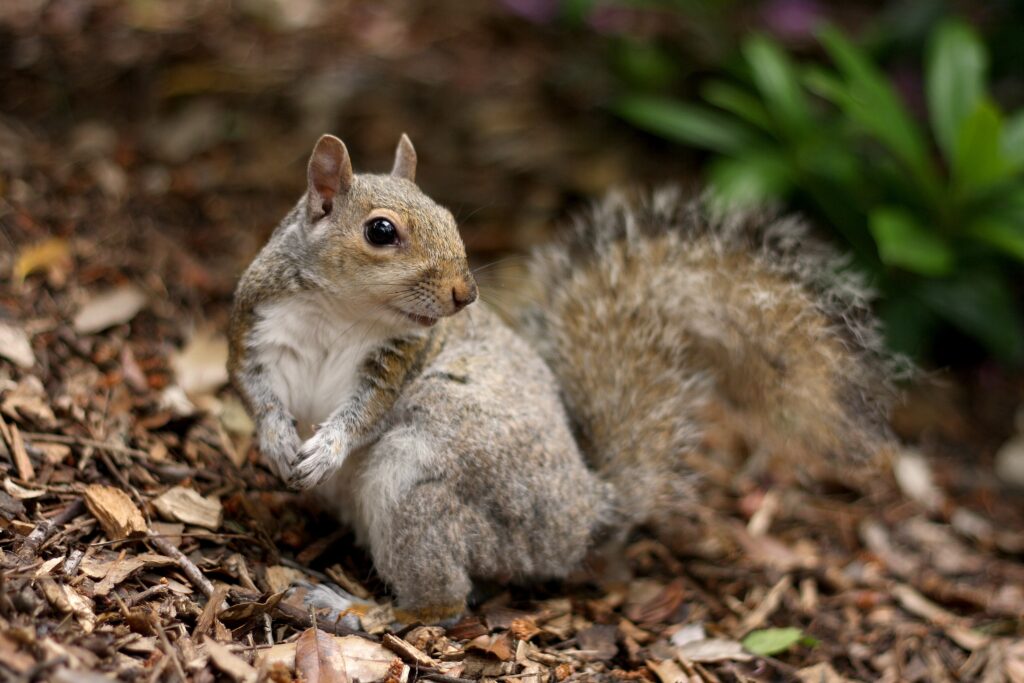 Charming Squirrel in Autumn Leaves - Serene Fall Background Wallpaper