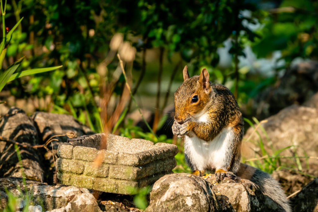 Lively Squirrel Foraging on Stones in Lush Greenery Wallpaper