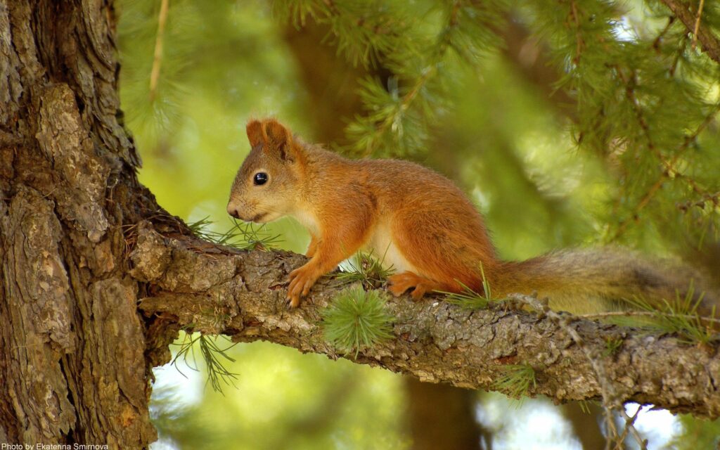 Lively Squirrel on Pine Tree Branch - Vibrant Summer Background Wallpaper