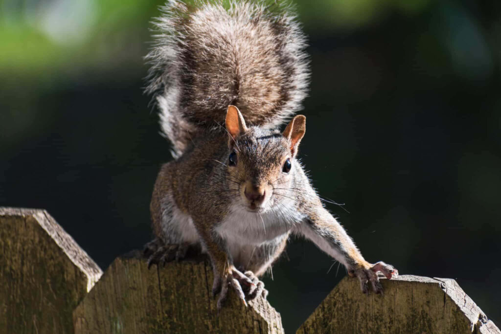 Curious Squirrel on Rustic Fence: Soft Sunlight Wallpaper Background