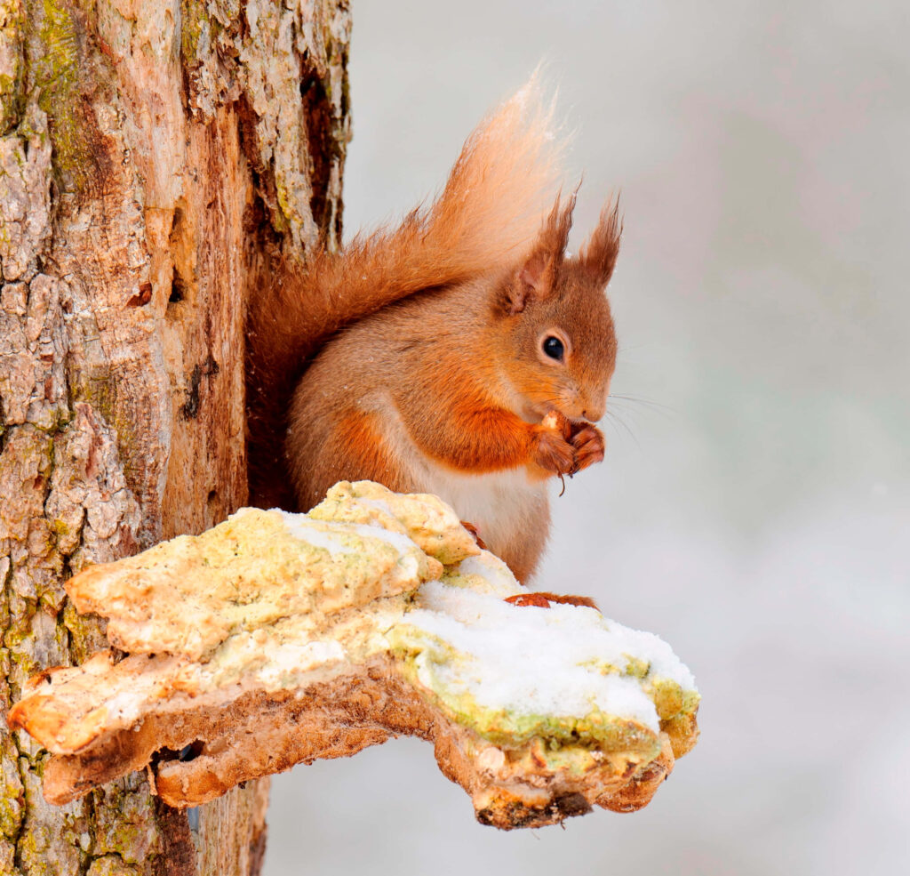 Vibrant Squirrel Enjoying Food in Serene Winter Wonderland Wallpaper