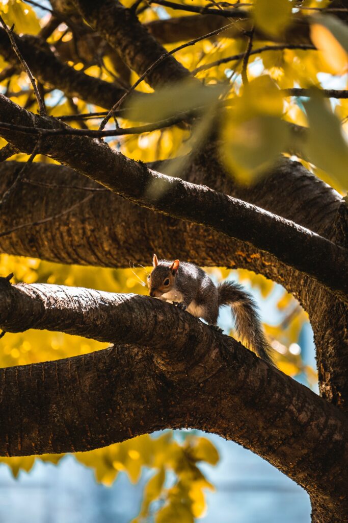 Lively Squirrel Wallpaper: Sunlit Tree Branch with Vibrant Leaves
